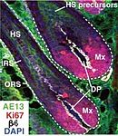Haarfollikel. Mx: Matrixzellen, DP: Haarpapille, HS: Haarschaft, IRS: innere Schicht der Haarwurzel, ORS: äußere Schicht der Haarwurzel
