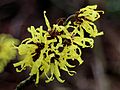 * Nomination: Hamamelis intermedia Angelly (witch hazel). A nice selection of † Jan Van Heijningen.--Famberhorst 18:40, 25 February 2013 (UTC) * * Review needed