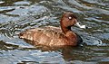 * Nomination A male Hardhead duck, --99of9 05:20, 2 August 2011 (UTC) * Promotion This is nice --Cesco77 19:17, 2 August 2011 (UTC)