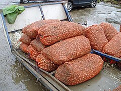 Coques de pêche professionnelle.