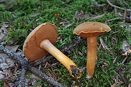 Chalciporus piperatus, saveur poivrée