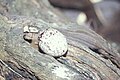 Egg on branch cavity; Midway Atoll, Hawaii