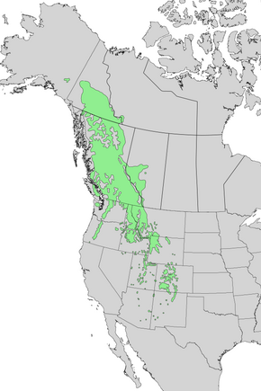 Description de l'image Abies lasiocarpa range map 3.png.