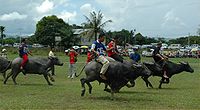 Water buffalo racing at Babulang 2006