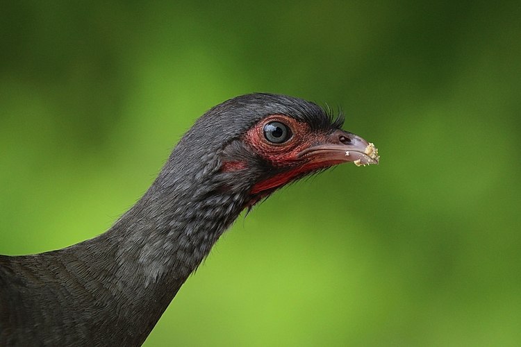 Manuk O. c. pantanalensis ti Brazil