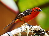 Flame-colored tanager