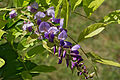 * Nomination Chinese Wisteria (Wisteria sinensis), raceme and leaves, in a garden, France. --JLPC 18:29, 3 March 2013 (UTC) * Promotion Good quality. --Poco a poco 19:05, 3 March 2013 (UTC)