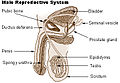 남성의 생식 기관.
