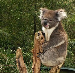 Koala