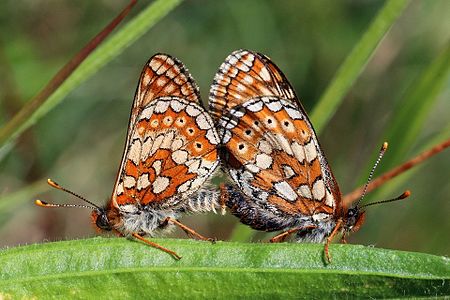 Euphydryas aurinia (Marsh Fritillary)