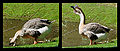 * Nomination A drinking goose. Vassil 18:38, 16 August 2007 (UTC) * Decline Well, that is one way to get around the size guidelines, but the bottom edge and bottom left corners of both pictures looks ragged - can that be cleaned up? --Tony Wills 11:49, 18 August 2007 (UTC) Ugly black frame, separate images too small. Lycaon 16:12, 19 August 2007 (UTC)  Comment To be fair we are not evaluating photographs but image files, this is a single image in the same way a panorama is so you can't complain parts of it are too small! --Tony Wills 11:29, 20 August 2007 (UTC) Yes, but a panorama's size is made up of "unique" (can't find the right word) but connected areas, somewhat equatable to a large photo, whereas this is 90% the same picture and not at all like a single picture. Thegreenj 22:07, 21 August 2007 (UTC)