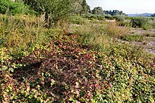 Cuscuta lupuliformis als Schleier auf Rubus caesius, Rheinufer bei Bonn, 2020