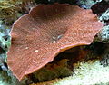 Corallimorpharia sp.