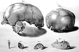 Schmerling Planche I.jpg