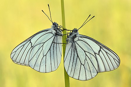 Baumweißlinge Wittenberge-Rühstädter Elbniederung