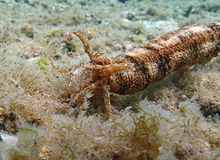 « Cordon mauresque » (Synapta maculata).