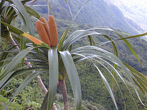 Inflorescencia y hojas de Freycinetia.