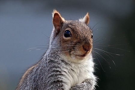 Eastern gray squirrel (Sciurus carolinensis)