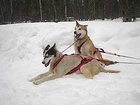 Deux chiens blancs portant un harnais rouge. L'un d'eux est assis, et l'autre couché.