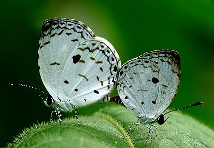 ♀ ♂ Neopithecops zalmora (Quaker), mating