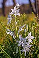 Ornithogalum nutans