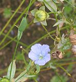 Bloem en zaadbol