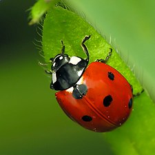 Böcekler (Coleoptera)