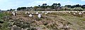 Carnac Stones