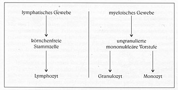 Dualistische Blutbildungstheorie P.Ehrlichs-1904.jpg