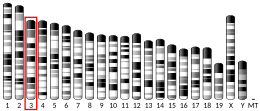 Chromosome 3 (souris)