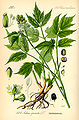 Actaea spicata plate 255 in: Otto Wilhelm Thomé: Flora von Deutschland, Österreich u.d. Schweiz, Gera (1885)