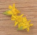 Fiori della Solidago gigantea