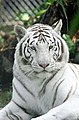 Category:White tigers