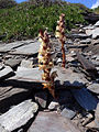 Jopo (Orobanche latisquama) Planta parásita del romero