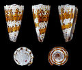 * Nomination Shell of an Imperial Cone, Conus imperialis --Llez 05:46, 16 March 2013 (UTC) * Promotion Good quality. --Berthold Werner 09:34, 16 March 2013 (UTC)