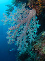 Dendronephtya klunzingeri a Borneo (Layang Layang)