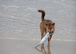 Dingo (chien sauvage).