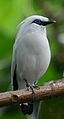 Bali Mynah