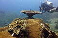 Corail tabulaire Acropora