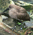 Een hamerkop