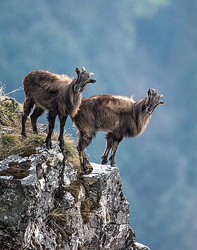 Tahr-do-himalaia (Hemitragus jemlahicus)