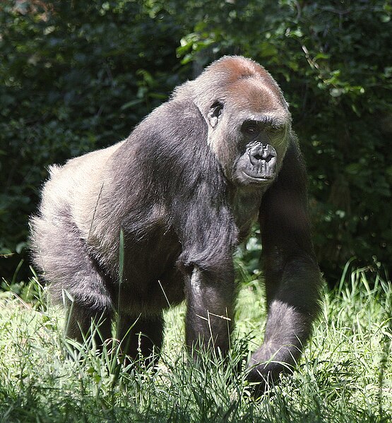 File:Lowland Gorilla (8973697544).jpg