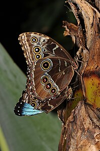 Morpho peleides (Peleides Blue Morpho)