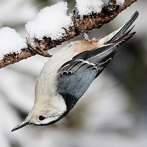 Sıvacı kuşugiller (Sittidae) (Üreten: Mdf)