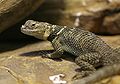 Spiny Lizard