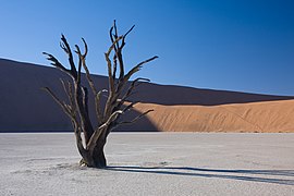 Dead Vlei