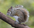 Image 3 Eastern gray squirrel Photograph credit: Tom Friedel The eastern gray squirrel (Sciurus carolinensis) is a tree squirrel in the genus Sciurus, native to the eastern and midwestern United States, as well as to the southerly portions of the eastern provinces of Canada. A prolific and adaptable species, it has been introduced to and thrives in several regions of the western United States; it is also an invasive species in Britain, where it has spread across the country and largely displaced the native Eurasian red squirrel. The head and body can measure from 23 to 30 cm (9.1 to 11.8 in) and the tail from 19 to 25 cm (7.5 to 9.8 in) in length; its adult weight is between 400 and 600 g (14 and 21 oz). Like many members of the family Sciuridae, the eastern gray squirrel is a scatter-hoarder; it hoards food in numerous small caches for later recovery. In the United Kingdom and Canada, the species is simply referred to as the "grey squirrel". This picture, taken in 2010, shows an eastern gray squirrel in Florida. More selected pictures