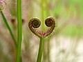 Ювенальный лист росянки двусложной (Drosera binata)