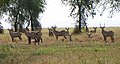 Parque Nacional da Gorongosa, Moçambique