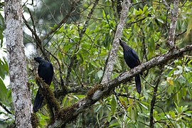 Un couple de Rufipenne morio (Onychognathus morio).